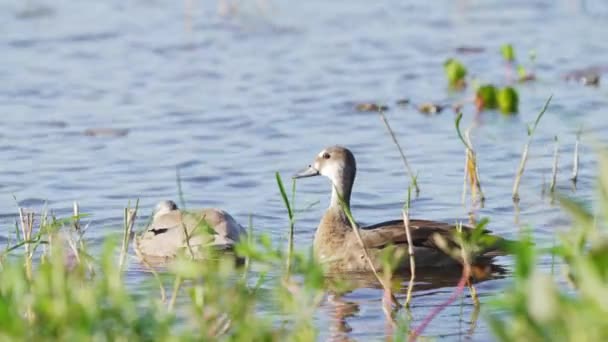 Lovey Dubby Pair Ducks Spotted Rippling Lake Brazilian Teal Amazonetta — Stockvideo