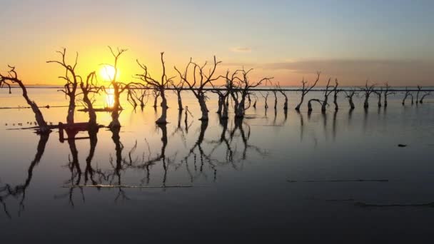 Rows Dead Trees Standing Floodplain Beautiful Water Reflection Bright Glowing — Videoclip de stoc