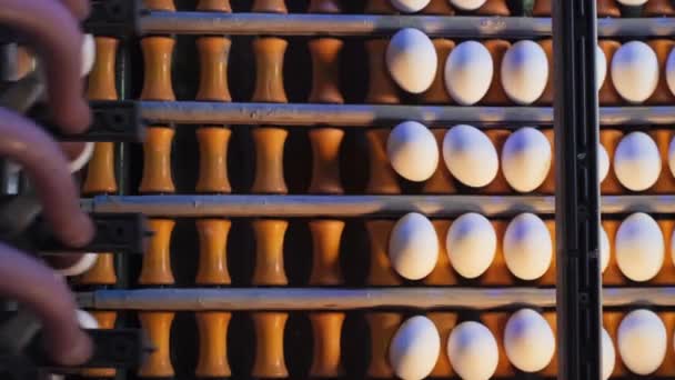 Процес Сортування Курячих Яєць Допомогою Всмоктувальної Машини Основі Заздалегідь Визначених — стокове відео