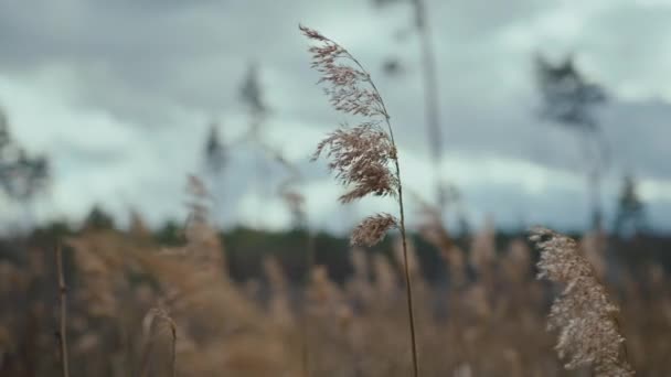 Wild Common Reed Sways Wind Close — Stockvideo