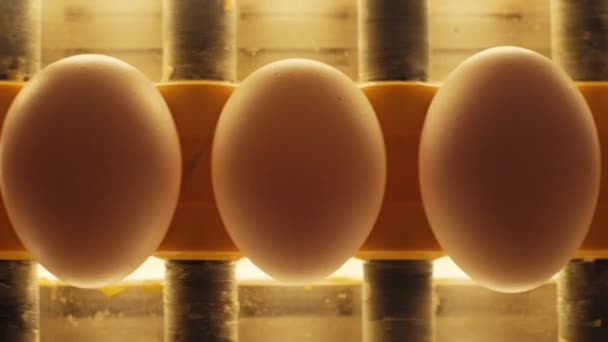 Sorting Screening Eggs Production Line Close — Stock video