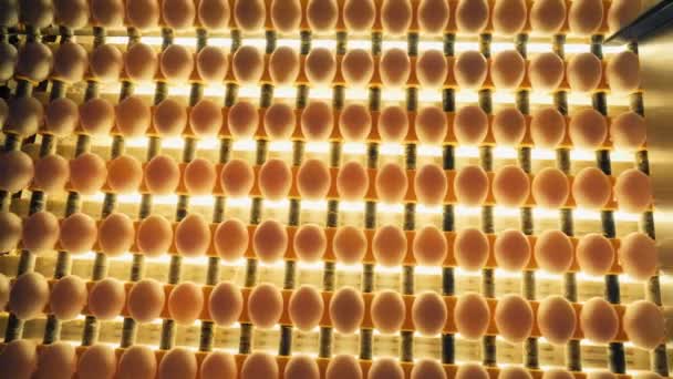 Sorting Screening Eggs Light Production Line Factory Food Industry Slow — Stock video