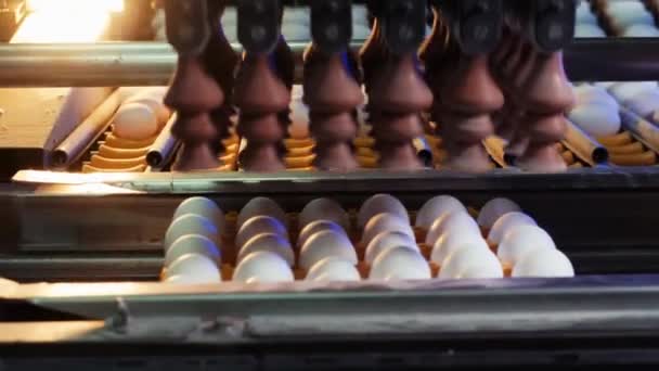 Process Sorting Chicken Eggs Suction Machine Based Predetermined Size Standards — Stock videók