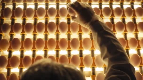 Sorting Screening Eggs Light Production Line Factory Food Industry Slow — Stock video