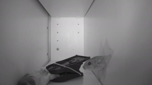 Mousetrap Night Vision Mouse Comes Try Rescue His Dead Friend — Video