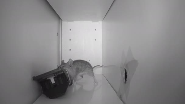 Devastating Mousetrap Mouse Desperately Tries Open Trap — 图库视频影像