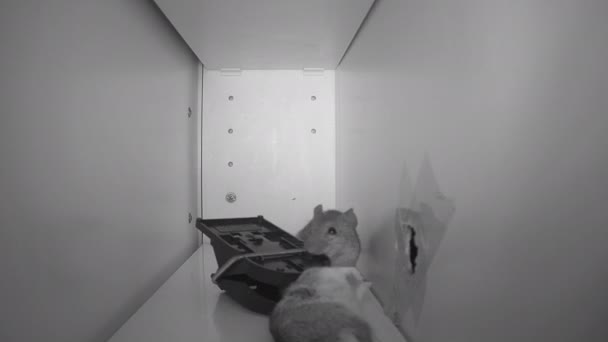 Devastating Infrared Mouse Desperately Continues Try His Friend — Stock Video