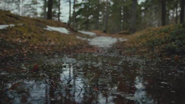 Close Puddle Forest Tilt Shot — Stockvideo