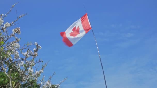 Canadian Flag Blowing Wind Blue Sky Close — Wideo stockowe