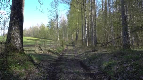 Small Road Heded Forest — Stockvideo