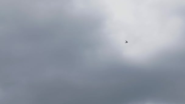 Silhouette Common Swift Bird Flying Cloudy Sky — Stockvideo