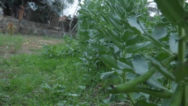 Close Green Beans Plant Rustic Garden Mallorca Spain — Stockvideo