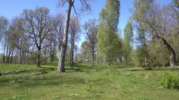 Static Shot Swedish Forest — Wideo stockowe
