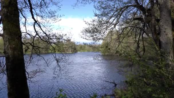 Swedish Forest Small Lake — Vídeos de Stock