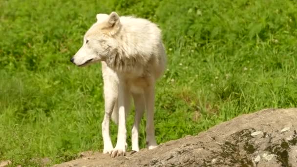 Lone Arctic Wolf Stands Small Rock Outcrop Gentle Breeze Blows — стокове відео