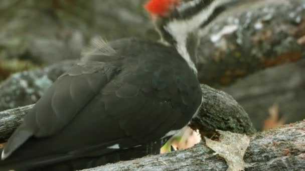 Pileated Woodpecker Forest Pecking Tree Trunk Close — Stock video