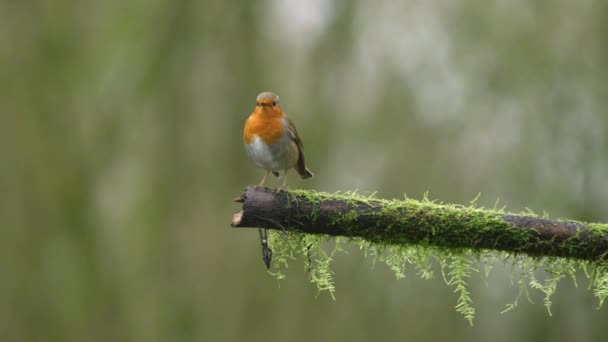 Stationary Slowmo Footage European Robin Resting Tree Branch While Looking — ストック動画