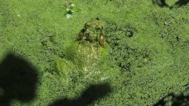 Close Large Toad Frog Green Dirty Algae Water Croaking Ribbit — Stockvideo