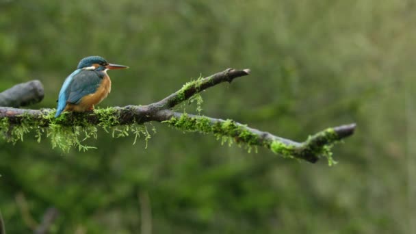 Stationary Slowmo Footage Common Kingfisher Resting Tree Branch While Looking — Wideo stockowe