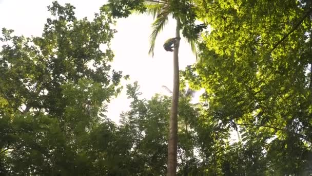 Black Man Climbing Tall Palm Tree Zanzibar Jungle Harvest — Stockvideo