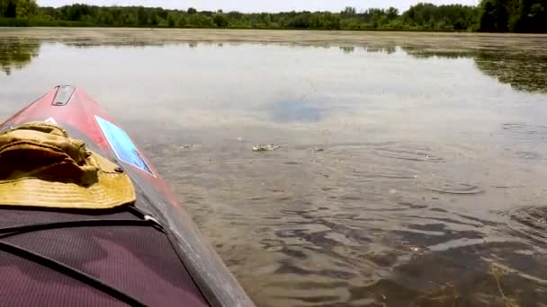 Drifting Kayak Causes Tadpoles Jump Reeds Dive Water — Stockvideo
