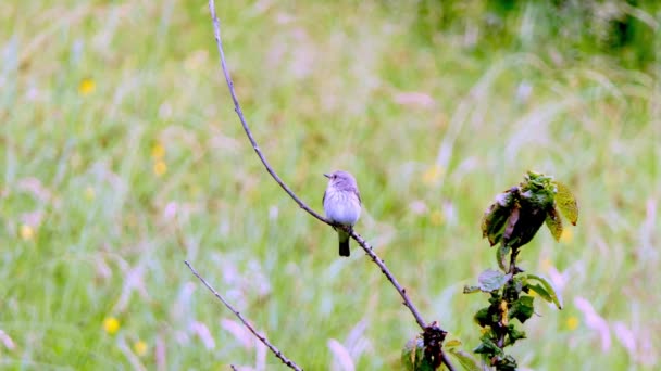 Spotted Flycatcher Sits Singing Branch Looks — Vídeo de Stock