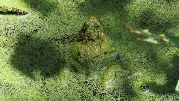 Close Toad Frog Green Algae Water Croaking Ribbit Jumping Away — Video