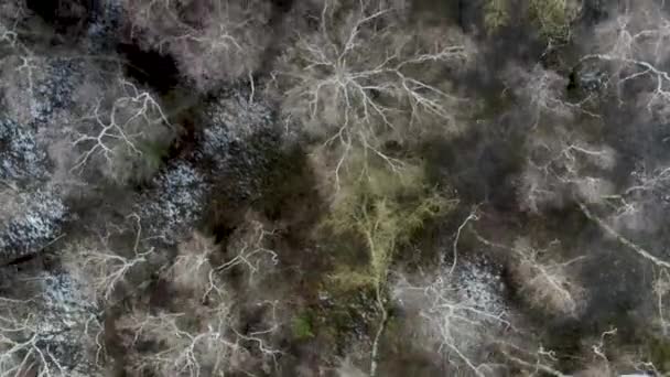 Overhead View Leafless Tree Crowns Blown Wind Early Winter — Stock Video