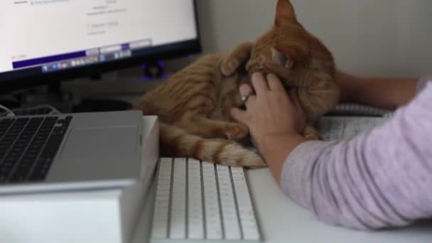Female Pet Owner Petting Adorable Cat Her Workspace Working Home — стокове відео