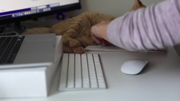 Female Freelancer Petting Cat While Working Computer Table Medium Shot — Vídeo de stock