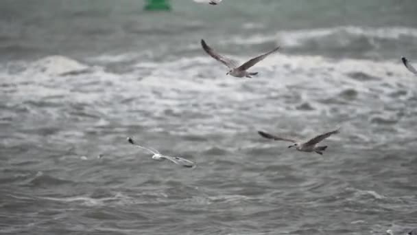 Dynamic Tracking Shot Flock Migratory Birds Flying Just Surface Waters — Stock video