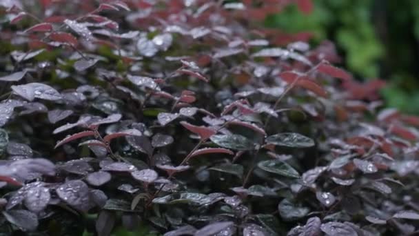 Dolly Plants Covered Dew Tropical — стокове відео
