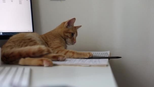 Tabby Cat Loves Play Pen While Lying Table Freelancer Working — Stock video