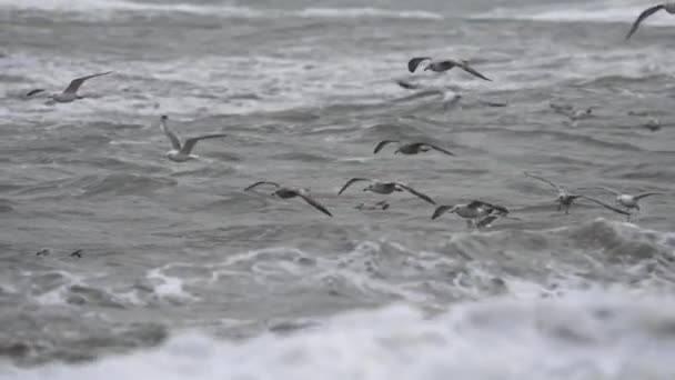 Dynamic Tracking Shot Flock Migratory Birds Flying Swimming Surface Waters — Vídeo de Stock