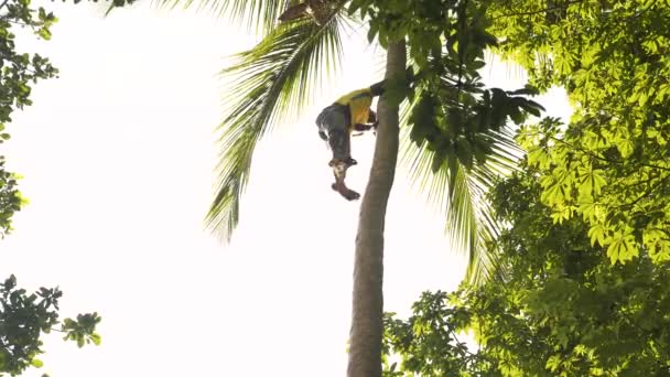 Black Man Nimbly Climbing Palm Tree Bare Feet Zanzibar Jungle — 图库视频影像
