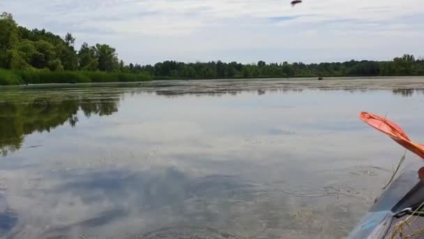 Ten Week Old Tadpoles Dive Water Kayak Approaches — Stockvideo