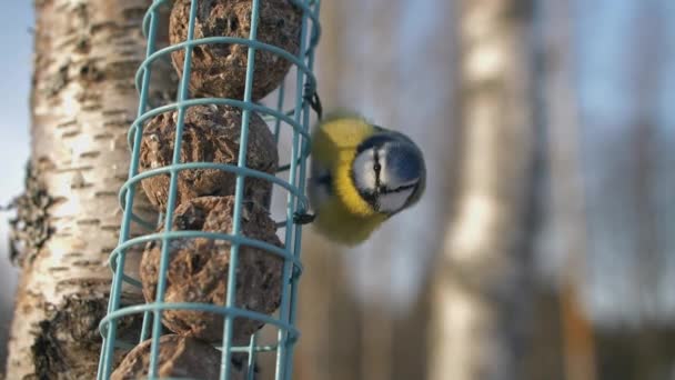 Beautiful Eurasian Blue Tit Bird Portrait Close Cyanistes Caeruleus — Stockvideo