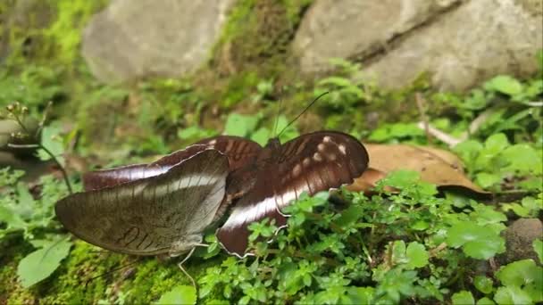 Two Black Butterflies Mating Perching Ground Wild Garden – stockvideo