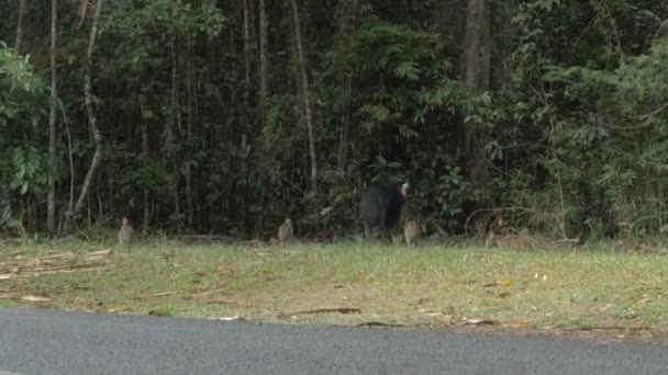 Mother Cassowary Its Chicks Foraging Food Forest Ground Wide — Stock Video