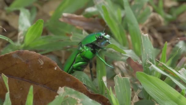 Green Scarab Beetle Crawling Leaves Forest Ground Diphucephala Colaspidoides Gyllenhal — Video Stock