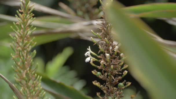 Bee Hovers Native Ginger Plant Rainforest Inglês Tiro Médio Estática — Vídeo de Stock