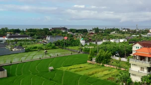 Luxuriante Rizière Verte Berawa Bali Surplombant Côte Océanique Aérienne — Video