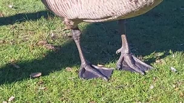 Webbed Pés Ganso Canadá Close — Vídeo de Stock