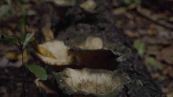 Fungus Forme Entonnoir Pourriture Bois Sur Une Bille Décomposition Daintree — Video