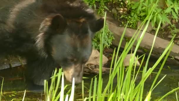 Wild Black Bear Standing Eating Glades Grass Side Riverbank Wilderness — Wideo stockowe