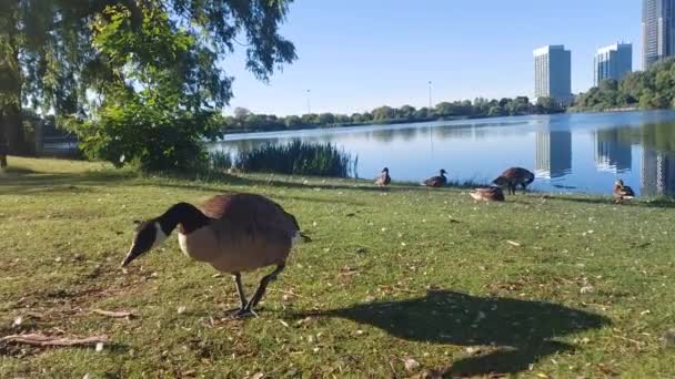 Beautiful Canada Goose Approaches Calmly High Park — Stock video