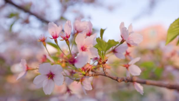 Close Detail Natural Cherry Blossom Branch Vibrant Pink Red Blooms — Vídeo de Stock