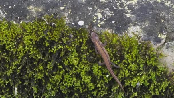 Kvinna Smooth Newt Klättra Klippa Täckt Ljusa Gröna Mossa Handhållen — Stockvideo