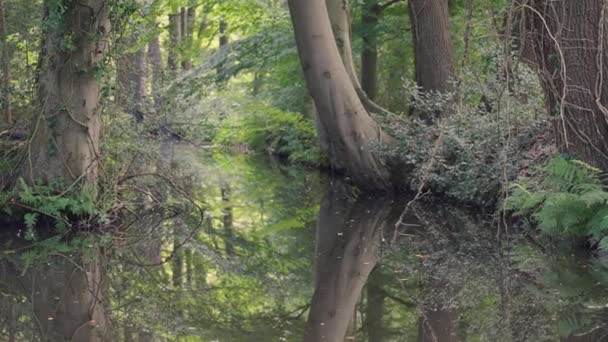 Camera Gimbal Revealing Marshy Pond Trees Reflected Water — Vídeo de Stock