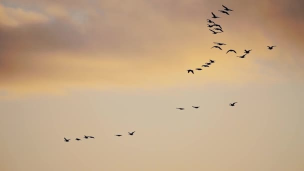 Flock Birds Flying Unison Slow Motion Epic Sunset — 图库视频影像